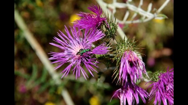 E lucevan le stelle - Puccini - Trend Musik Live Konzert смотреть онлайн