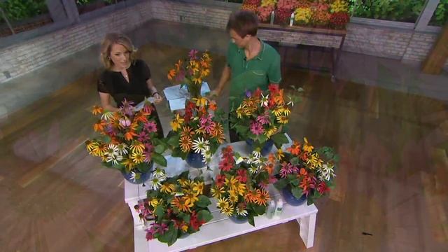 Roberta's 6-pc. Color Full Cheyenne Spirit Echinacea on QVC смотреть онлайн