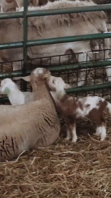 Let me whisper in your ear.👂🐑 #lambingseason #whispering смотреть онлайн