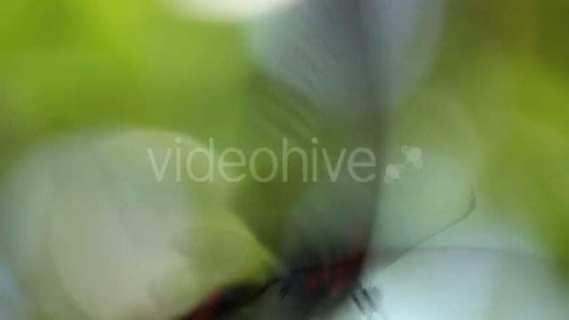Parthenos Sylvia Butterfly in Flight смотреть онлайн