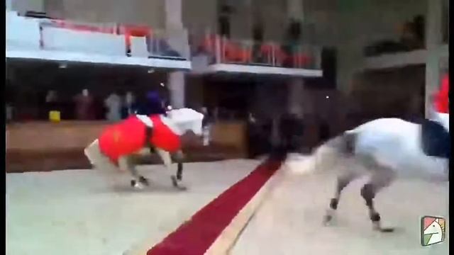 Новое препятствие для конкура😂