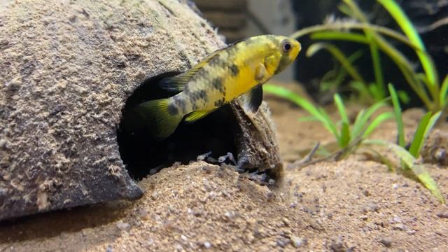 Apistogramma Baenschi İnka first day :))) смотреть онлайн