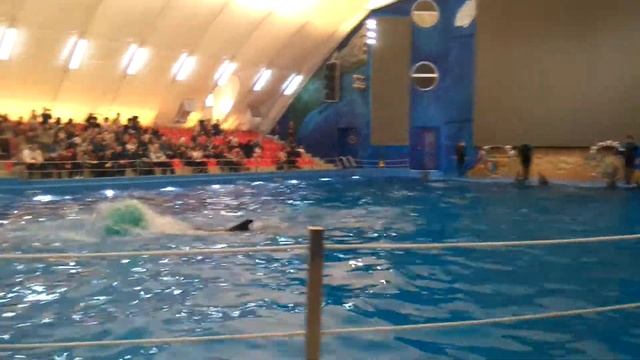 Дельфинарий Немо (1 часть) 8 марта 2017 г.