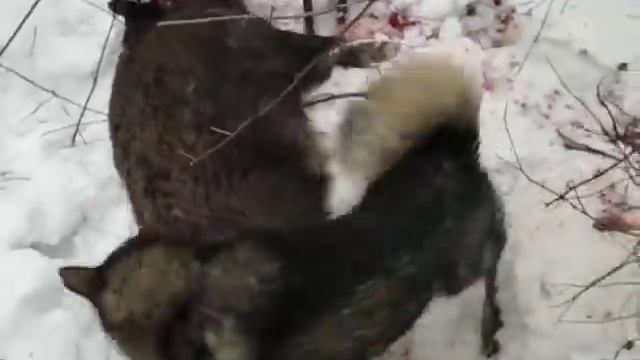 Охота з Лайками на кабана . ЗСЛ Карат РЕЛ Тайга смотреть онлайн