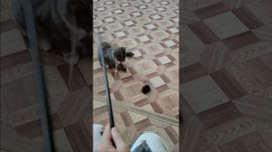Я играю с котёнком