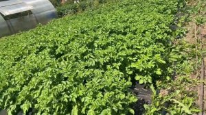 Картофель на укрывной материале😱🤫🤓. Облегчаем себе труд🥔🍠👩🌾