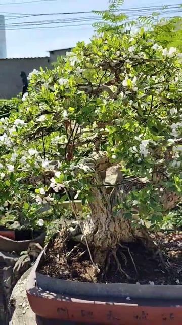 Hoa Trắng Phớt Hồng