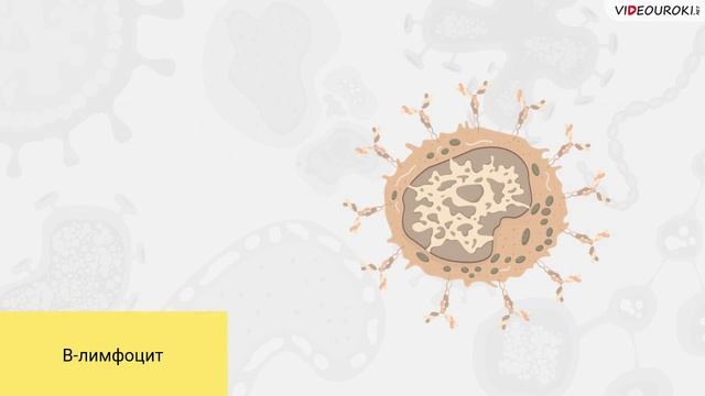 38. Кровь, форменные элементы. Иммунитет. Тканевая совместимость смотреть онлайн