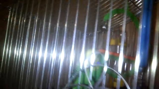 Мне подарили попугая