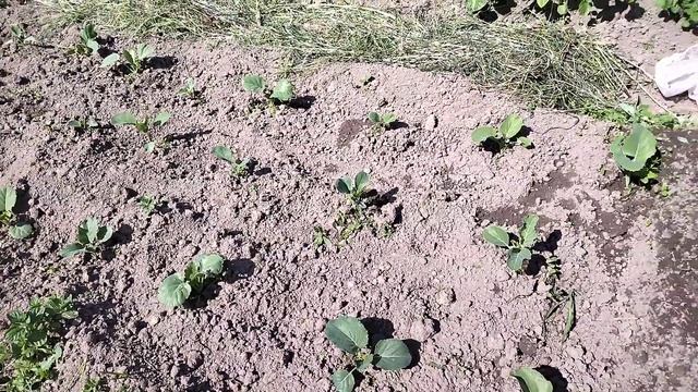 12.06.2023 обзор капусты смотреть онлайн