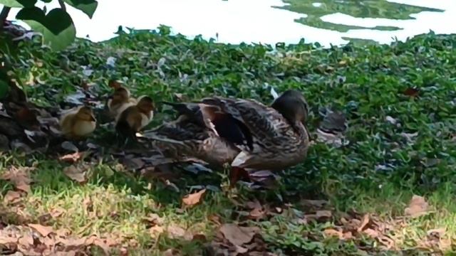 Маленькие жёлтые комочки😊😊😊 смотреть онлайн