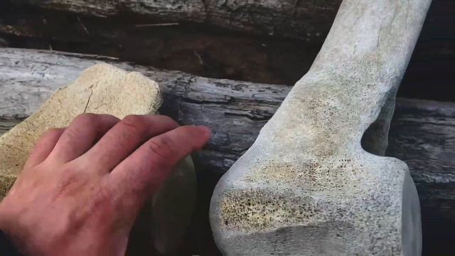 Сахалинец нашёл гигантские кости на берегу моря смотреть онлайн