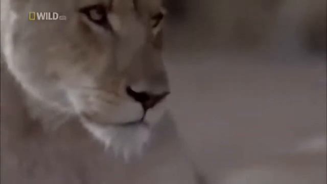 DocUTV - National Geographic South African Safari Adventures with Lions смотреть онлайн