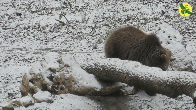 Bear happiness / Ведмеже щастя / Медвежье счастье смотреть онлайн