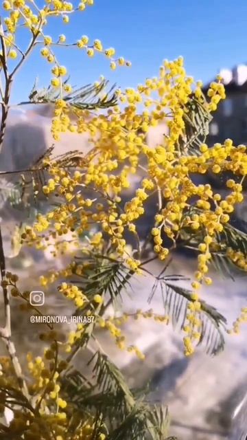 #спраздником8марта #девочкитакиедевочки #тюльпаны #красотавмелочах #любовь #семья #женскийдень смотреть онлайн