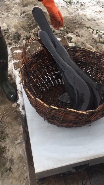 Веслоносы по 8кг #веслонос