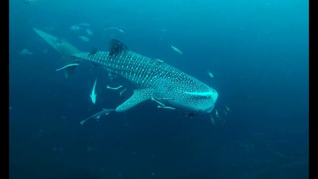 Tajlandia - nurkowanie z rekinami wielorybimi i barakudami KOH PHANGAN Sail Rock - highlights