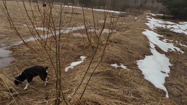 Дела в деревне, пришла весна, отвод воды со двора, подтопило огород, выгул Толика, березовый сок смотреть онлайн