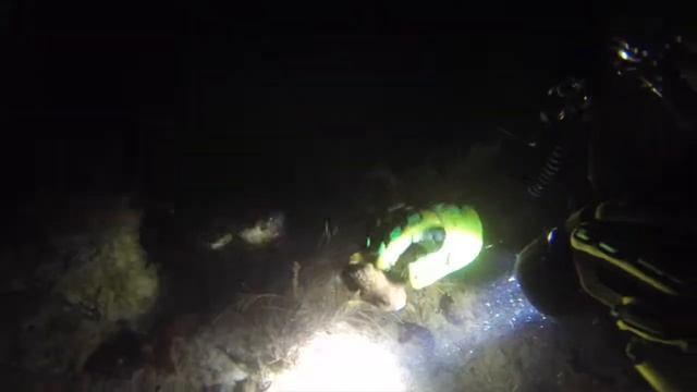 Cute Sleeping Puffer Fish смотреть онлайн