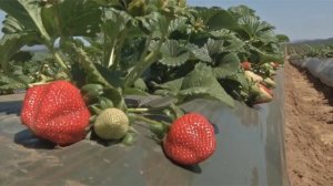 Выращивание клубники на полях