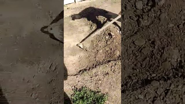 Необычное,полезное применение тяпки!!!! смотреть онлайн