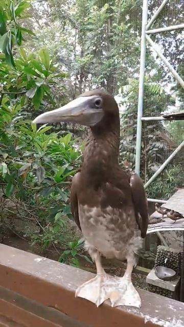 Angsa Batu Coklat смотреть онлайн