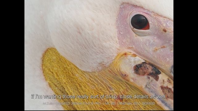 Wildlife photographer Tesni Ward and the Olympus E-M1X смотреть онлайн