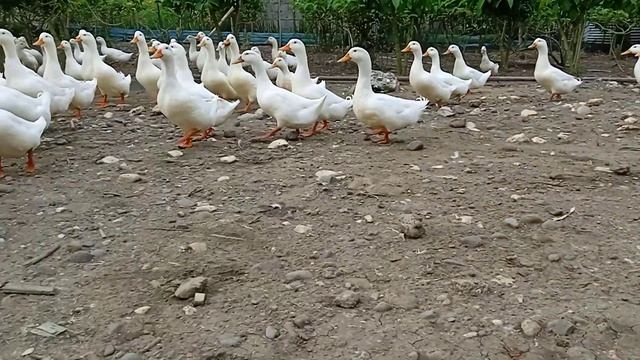 Peking duck at Nelma's Farm смотреть онлайн