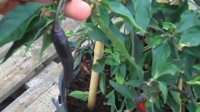 Purple Haze Chilli