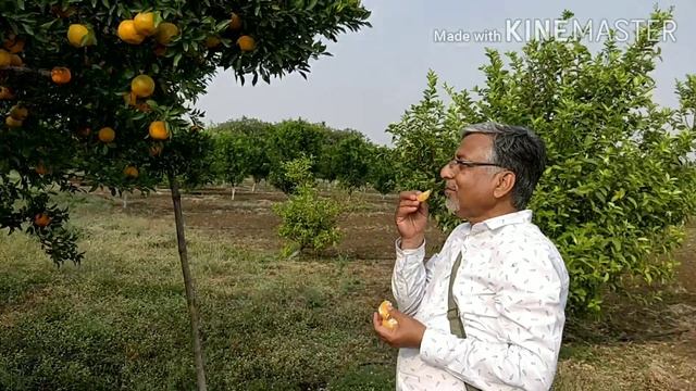 42. Nagpur Seedless Mandarin -4 Variety, नागपुरी  संतरा बीजरहित -4 नागपुर Nagpuri Mandarin