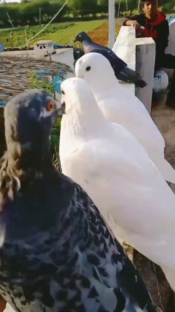 Madhugiri D Palya Parivala Video  Shantha Yadav