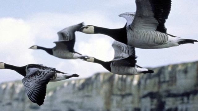 Makrokosmos - The Wounded Dove