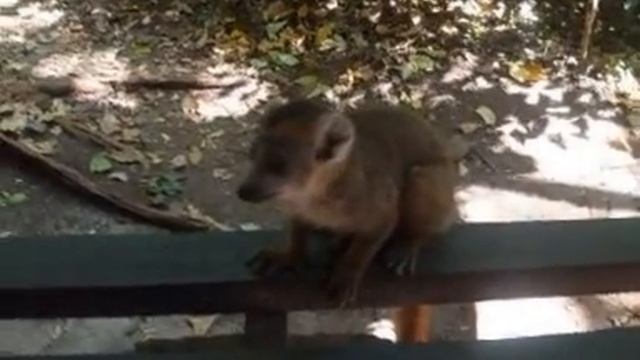 A little lemur in our campsite смотреть онлайн