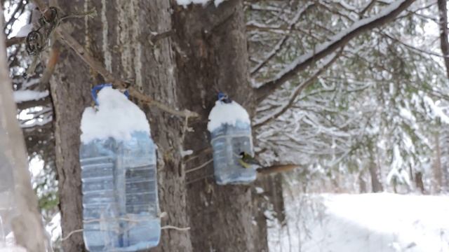 "Мы с белочкой встретились в лесу." смотреть онлайн