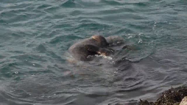 Purple Sandpiper (Calidris maritima); Grey Seal (Halichoerus grypus) - mother and cub playing. смотреть онлайн