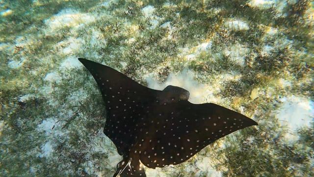 Манта-орляк / Eagleray смотреть онлайн