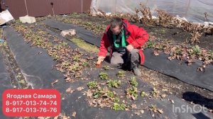 Чистка клубники после зимы