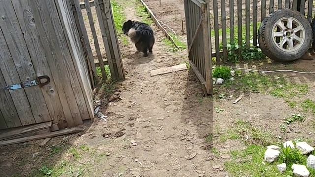 Утренняя проверка хозяйства / копаем огород / взял металлоискатель смотреть онлайн