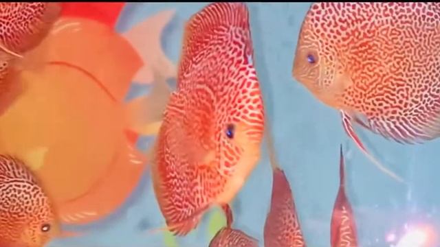 Spotted face eruption. Chen’s discus смотреть онлайн