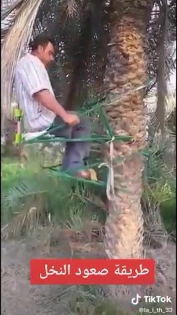 عمليه الصعود لأ النخيل ليله صوره смотреть онлайн