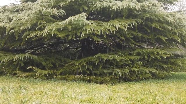 Relax with heavy rain sound | Расслабиться под звуки дождя | ASMR SHORTS HD смотреть онлайн