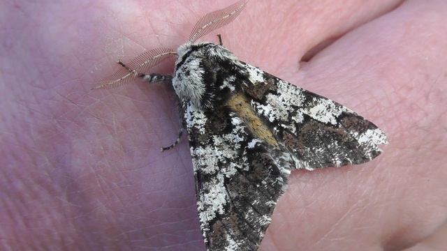 Oak Beauty смотреть онлайн