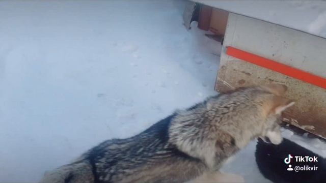 Фунтик и Бран