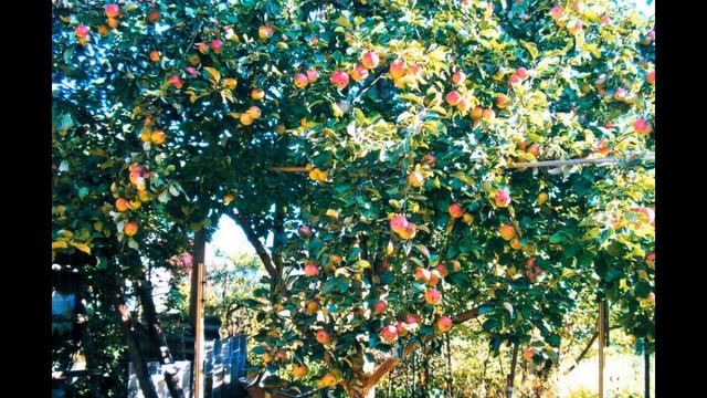 Продается 2х этажная дача 145 кв.м. на участке 6 соток смотреть онлайн