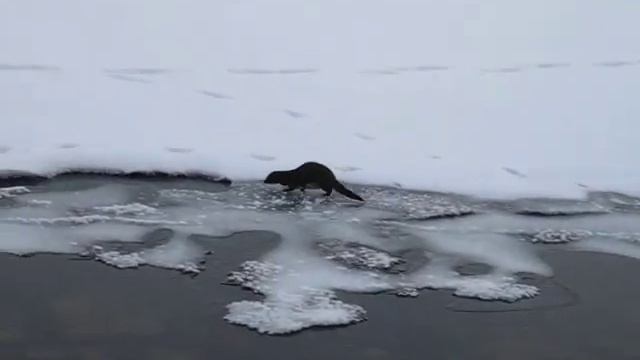 Норка смотреть онлайн