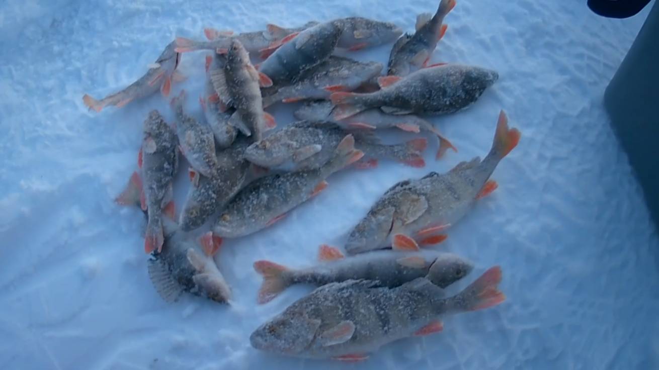 Коротенькая рыбалка на окушка с чёртиком смотреть онлайн