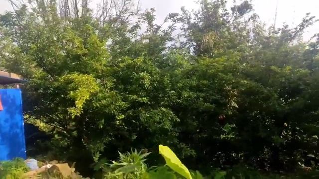 Tumjang Village/The lovely hills☺☺☺