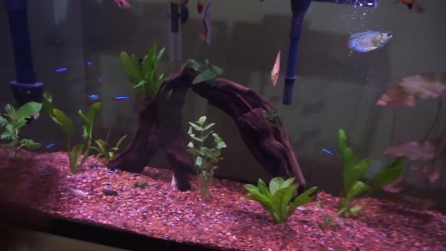 PICKING DISCUS FISH! смотреть онлайн