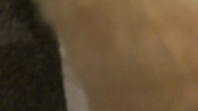 Ревнивая кошка