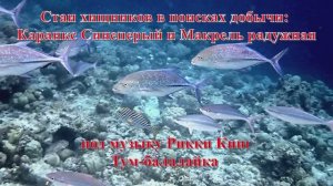29. Стаи хищников в поисках добычи Каранкс Синеперый и Макрель радужная под музыку Рикки Кинг Тум-б